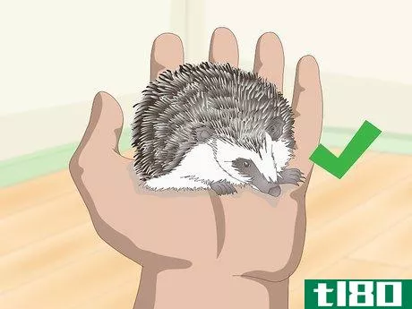 Image titled Carry a Hedgehog Step 14
