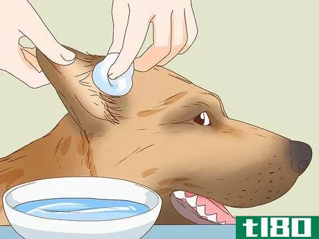 Image titled Care for a Dog's Torn Ear Step 1