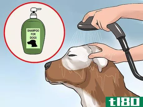 Image titled Care for an American Pit Bull Terrier Step 14