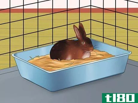 Image titled Care for Rex Rabbits Step 10