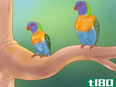 Image titled Know if Lories and Lorikeets Are Right for You Step 5