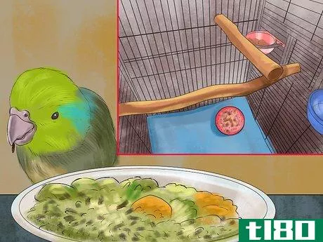 Image titled Care for a Pacific Parrotlet Step 11