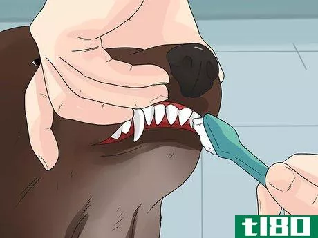 Image titled Care for German Shorthaired Pointers Step 10