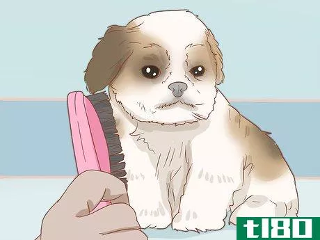 Image titled Care for a Shih Tzu Puppy Step 14