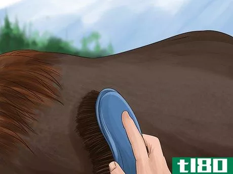 Image titled Care for Your Horse After Riding Step 10
