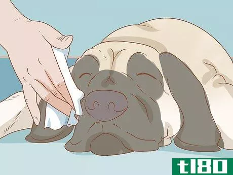 Image titled Care for an English Mastiff Step 17