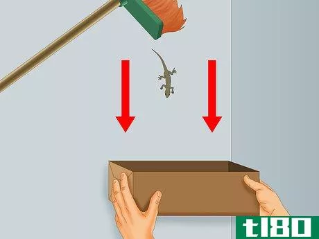 Image titled Catch a Lizard Without Using a Trap Step 3