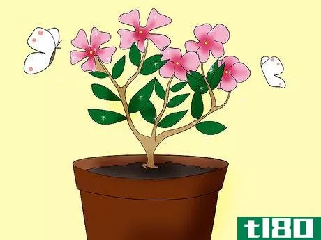 Image titled Care for Madagascar Periwinkle Step 6