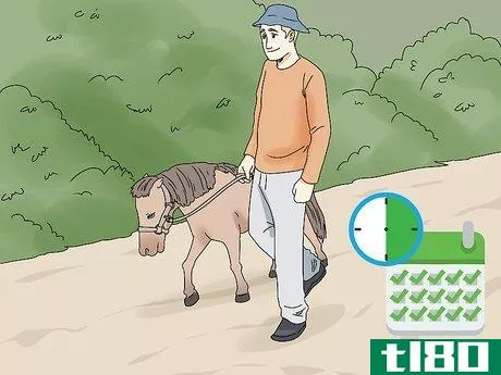 如何保持小型马的健康(keep a miniature horse fit)