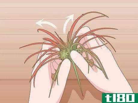 Image titled Care for Air Plants Indoors Step 9