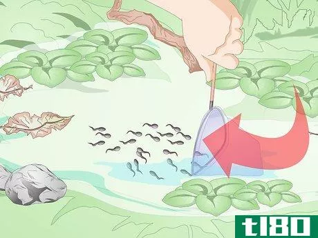 Image titled Catch Tadpoles Step 3