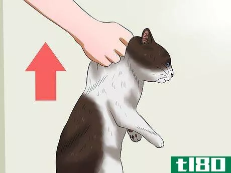 Image titled Carry a Cat Step 19
