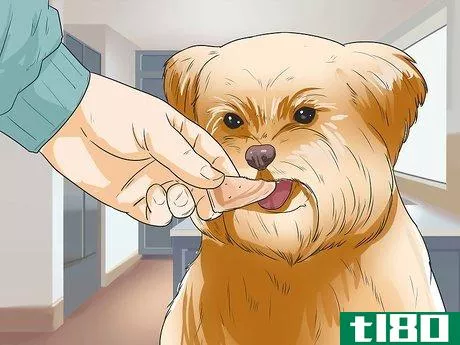 Image titled Care for Shihpoos Step 19