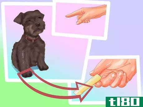 Image titled Care for a Miniature Schnauzer Puppy Step 19