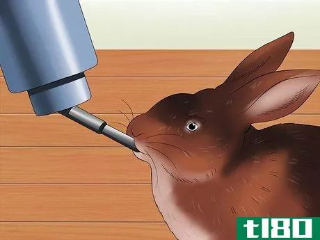 Image titled Care for Rex Rabbits Step 14