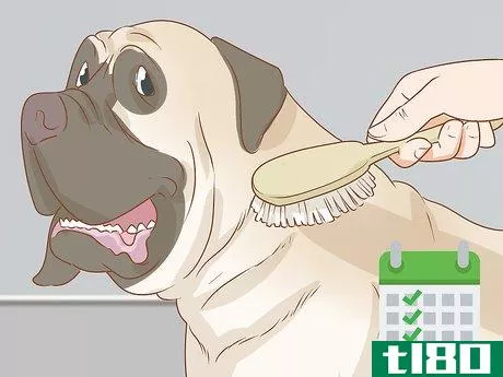 Image titled Care for an English Mastiff Step 16