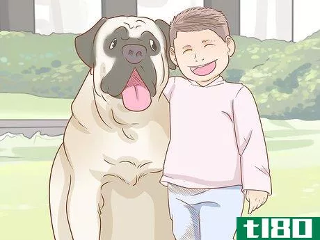 Image titled Care for an English Mastiff Step 13