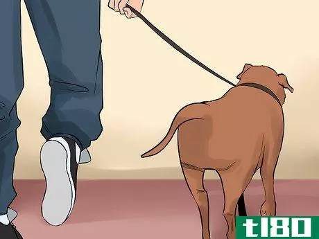 Image titled Care for an American Pit Bull Terrier Step 11