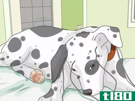 Image titled Care for a Dalmatian Step 10