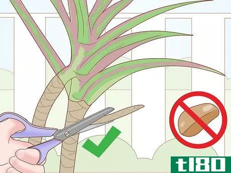 Image titled Care for a Madagascar Dragon Tree Step 19