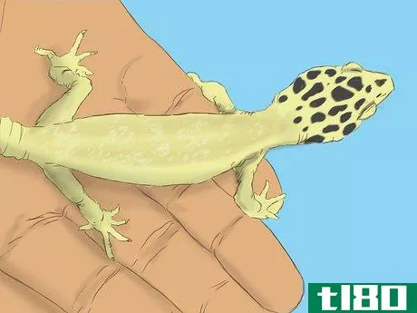 Image titled Care for a Wounded Leopard Gecko Step 4