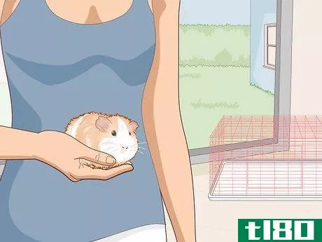 Image titled Care for an Outdoor Guinea Pig Step 1