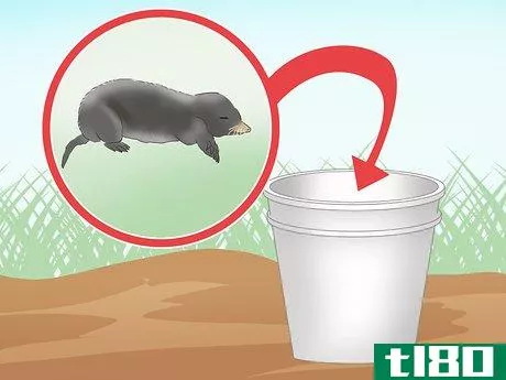 Image titled Catch Moles Step 19