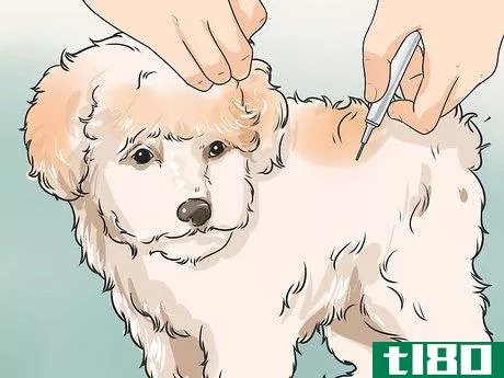 Image titled Care for Shihpoos Step 13