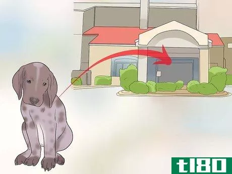 Image titled Care for German Shorthaired Pointers Step 19