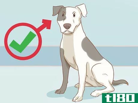 Image titled Care for a Dog Before, During, and After Pregnancy Step 1
