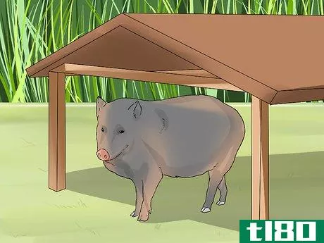 Image titled Care for a Javelina Step 1