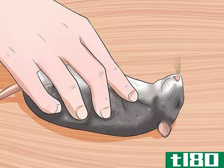 Image titled Care for a Pregnant Pet Rat Step 12