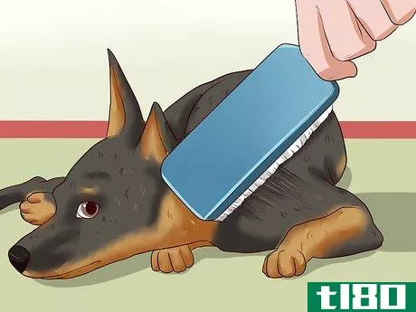 Image titled Care for a Miniature Pinscher Step 17