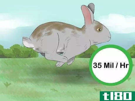 Image titled Catch a Pet Rabbit Step 9