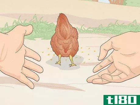 Image titled Catch a Chicken Step 5