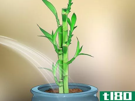 Image titled Care for an Indoor Bamboo Plant Step 5