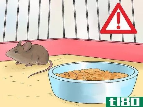 Image titled Care for an Injured Pet Mouse Step 6