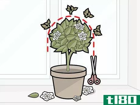 Image titled Care for Gardenias Step 17