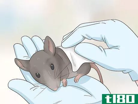 Image titled Care for an Injured Pet Mouse Step 3