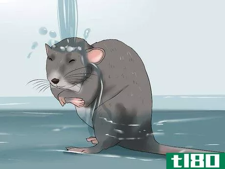 Image titled Keep a Pet Rat Clean Step 3