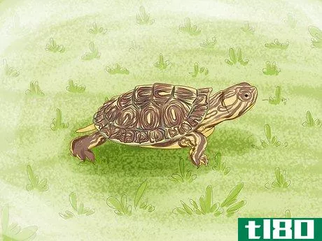 Image titled Catch a Turtle Step 7