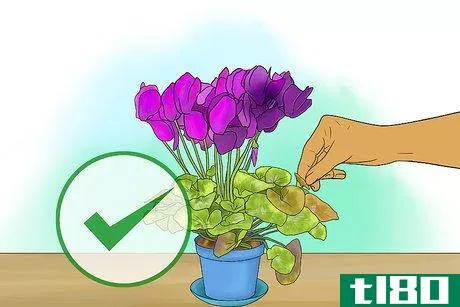 Image titled Care for Cyclamen Plants Step 6