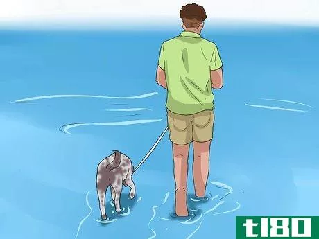 Image titled Care for German Shorthaired Pointers Step 15