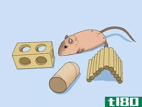 Image titled Buy a Gerbil Step 16