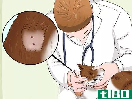 Image titled Care for an FIV Infected Cat Step 19