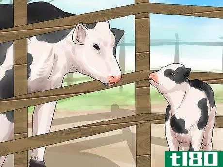 Image titled Care for Calves Step 11