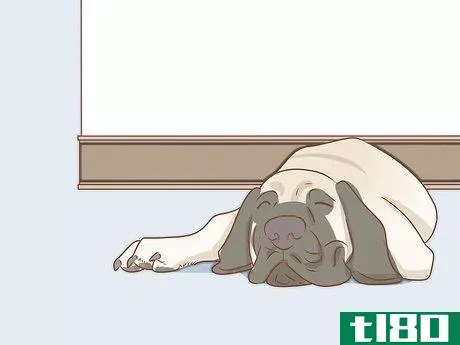 Image titled Care for an English Mastiff Step 11