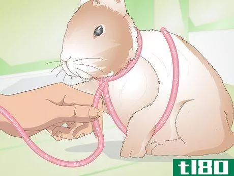 Image titled Make Your Rabbit a Leash Step 4