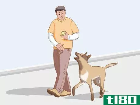 Image titled Care for a Belgian Malinois Step 11