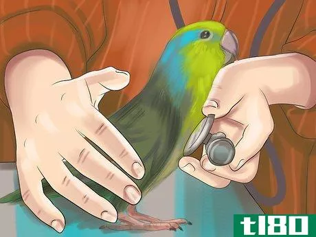 Image titled Care for a Pacific Parrotlet Step 16
